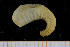  ( - UMBergen_NB_scali05)  @13 [ ] CreativeCommons - Attribution Non-Commercial Share-Alike (2013) Unspecified University of Bergen, Natural History Collections