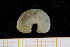  ( - UMBergen_NB_scali06)  @13 [ ] CreativeCommons - Attribution Non-Commercial Share-Alike (2013) Unspecified University of Bergen, Natural History Collections