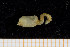  ( - UMBergen_NB_scali09)  @12 [ ] CreativeCommons - Attribution Non-Commercial Share-Alike (2013) Unspecified University of Bergen, Natural History Collections