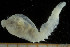  ( - UMBergen_NB_scali26)  @13 [ ] CreativeCommons - Attribution Non-Commercial Share-Alike (2013) Unspecified University of Bergen, Natural History Collections