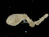  (Scalibregma sp. A - UMBergen_NB_scali33)  @13 [ ] CreativeCommons - Attribution Non-Commercial Share-Alike (2013) Unspecified University of Bergen, Natural History Collections