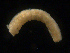 ( - UMBergen_NB_amphar04)  @11 [ ] CreativeCommons - Attribution Non-Commercial Share-Alike (2012) Unspecified University of Bergen, Natural History Collections