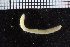  ( - ZMBN_104617)  @11 [ ] CreativeCommons - Attribution Non-Commercial Share-Alike (2015) UoB, Norway University of Bergen, Natural History Collections