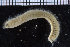  (Sigalion squamosus - ZMBN_104624)  @12 [ ] CreativeCommons - Attribution Non-Commercial Share-Alike (2015) UoB, Norway University of Bergen, Natural History Collections