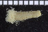  ( - ZMBN_104633)  @14 [ ] CreativeCommons - Attribution Non-Commercial Share-Alike (2015) UoB, Norway University of Bergen, Natural History Collections