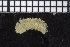 (Scolelepis bonnieri - ZMBN_104642)  @13 [ ] CreativeCommons - Attribution Non-Commercial Share-Alike (2015) UoB, Norway University of Bergen, Natural History Collections