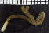  ( - ZMBN_104685)  @12 [ ] CreativeCommons - Attribution Non-Commercial Share-Alike (2015) UoB, Norway University of Bergen, Natural History Collections