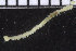  ( - ZMBN_104699)  @11 [ ] CreativeCommons - Attribution Non-Commercial Share-Alike (2015) UoB, Norway University of Bergen, Natural History Collections