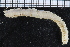  ( - ZMBN_104756)  @11 [ ] CreativeCommons - Attribution Non-Commercial Share-Alike (2015) UoB, Norway University of Bergen, Natural History Collections