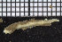  ( - ZMBN_104763)  @12 [ ] CreativeCommons - Attribution Non-Commercial Share-Alike (2015) UoB, Norway University of Bergen, Natural History Collections