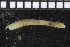  ( - ZMBN_104764)  @11 [ ] CreativeCommons - Attribution Non-Commercial Share-Alike (2015) UoB, Norway University of Bergen, Natural History Collections