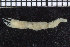  ( - ZMBN_104765)  @11 [ ] CreativeCommons - Attribution Non-Commercial Share-Alike (2015) UoB, Norway University of Bergen, Natural History Collections