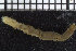  ( - ZMBN_104766)  @11 [ ] CreativeCommons - Attribution Non-Commercial Share-Alike (2015) UoB, Norway University of Bergen, Natural History Collections