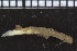  ( - ZMBN_104767)  @12 [ ] CreativeCommons - Attribution Non-Commercial Share-Alike (2015) UoB, Norway University of Bergen, Natural History Collections
