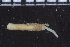  (Ampharete undecima - ZMBN_104770)  @11 [ ] CreativeCommons - Attribution Non-Commercial Share-Alike (2015) UoB, Norway University of Bergen, Natural History Collections