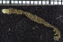  ( - ZMBN_104773)  @11 [ ] CreativeCommons - Attribution Non-Commercial Share-Alike (2015) UoB, Norway University of Bergen, Natural History Collections