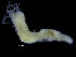  ( - ZMBN_104774)  @11 [ ] CreativeCommons - Attribution Non-Commercial Share-Alike (2015) UoB, Norway University of Bergen, Natural History Collections
