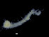  ( - ZMBN_104781)  @11 [ ] CreativeCommons - Attribution Non-Commercial Share-Alike (2015) UoB, Norway University of Bergen, Natural History Collections