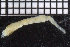  ( - ZMBN_104783)  @11 [ ] CreativeCommons - Attribution Non-Commercial Share-Alike (2015) UoB, Norway University of Bergen, Natural History Collections