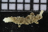  ( - ZMBN_104784)  @11 [ ] CreativeCommons - Attribution Non-Commercial Share-Alike (2015) UoB, Norway University of Bergen, Natural History Collections
