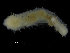  ( - ZMBN_104785)  @11 [ ] CreativeCommons - Attribution Non-Commercial Share-Alike (2015) UoB, Norway University of Bergen, Natural History Collections