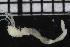  ( - ZMBN_104786)  @11 [ ] CreativeCommons - Attribution Non-Commercial Share-Alike (2015) UoB, Norway University of Bergen, Natural History Collections