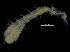  ( - ZMBN_104788)  @11 [ ] CreativeCommons - Attribution Non-Commercial Share-Alike (2015) UoB, Norway University of Bergen, Natural History Collections