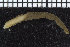  ( - ZMBN_104789)  @11 [ ] CreativeCommons - Attribution Non-Commercial Share-Alike (2015) UoB, Norway University of Bergen, Natural History Collections