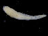  ( - ZMBN_104791)  @11 [ ] CreativeCommons - Attribution Non-Commercial Share-Alike (2015) UoB, Norway University of Bergen, Natural History Collections