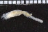  ( - ZMBN_104792)  @11 [ ] CreativeCommons - Attribution Non-Commercial Share-Alike (2015) UoB, Norway University of Bergen, Natural History Collections