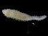  ( - ZMBN_104793)  @11 [ ] CreativeCommons - Attribution Non-Commercial Share-Alike (2015) UoB, Norway University of Bergen, Natural History Collections