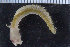  ( - ZMBN_104896)  @11 [ ] CreativeCommons - Attribution Non-Commercial Share-Alike (2016) UoB University of Bergen, Natural History Collections