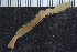  ( - ZMBN_104902)  @11 [ ] CreativeCommons - Attribution Non-Commercial Share-Alike (2016) UoB University of Bergen, Natural History Collections