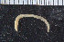  ( - ZMBN_104903)  @11 [ ] CreativeCommons - Attribution Non-Commercial Share-Alike (2016) UoB University of Bergen, Natural History Collections