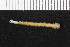  ( - ZMBN_104904)  @11 [ ] CreativeCommons - Attribution Non-Commercial Share-Alike (2016) UoB University of Bergen, Natural History Collections