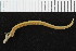  ( - ZMBN_104906)  @11 [ ] CreativeCommons - Attribution Non-Commercial Share-Alike (2016) UoB University of Bergen, Natural History Collections