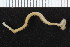  ( - ZMBN_104907)  @11 [ ] CreativeCommons - Attribution Non-Commercial Share-Alike (2016) UoB University of Bergen, Natural History Collections
