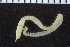  ( - ZMBN_104920)  @11 [ ] CreativeCommons - Attribution Non-Commercial Share-Alike (2016) UoB University of Bergen, Natural History Collections