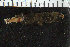  ( - ZMBN_106266)  @11 [ ] CreativeCommons - Attribution Non-Commercial Share-Alike (2016) UoB University of Bergen, Natural History Collections