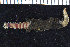  ( - ZMBN_106270)  @11 [ ] CreativeCommons - Attribution Non-Commercial Share-Alike (2016) UoB University of Bergen, Natural History Collections