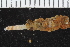  ( - ZMBN_106271)  @11 [ ] CreativeCommons - Attribution Non-Commercial Share-Alike (2016) UoB University of Bergen, Natural History Collections