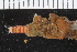  ( - ZMBN_106272)  @11 [ ] CreativeCommons - Attribution Non-Commercial Share-Alike (2016) UoB University of Bergen, Natural History Collections