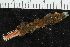  ( - ZMBN_106273)  @11 [ ] CreativeCommons - Attribution Non-Commercial Share-Alike (2016) UoB University of Bergen, Natural History Collections