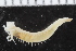  ( - ZMBN_106414)  @11 [ ] CreativeCommons - Attribution Non-Commercial Share-Alike (2017) University of Bergen Natural History Collections