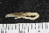  (Jasmineira - ZMBN_108059)  @11 [ ] CreativeCommons - Attribution Non-Commercial Share-Alike (2018) University of Bergen Natural History Collections