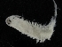 ( - ZMBN_108070)  @11 [ ] CreativeCommons - Attribution Non-Commercial Share-Alike (2018) University of Bergen Natural History Collections