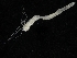  ( - ZMBN_108093)  @11 [ ] CreativeCommons - Attribution Non-Commercial Share-Alike (2018) University of Bergen Natural History Collections