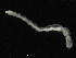  ( - ZMBN_108100)  @11 [ ] CreativeCommons - Attribution Non-Commercial Share-Alike (2018) University of Bergen Natural History Collections