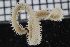  ( - ZMBN_114294)  @11 [ ] CreativeCommons - Attribution Non-Commercial Share-Alike (2017) University of Bergen Natural History Collections