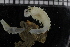  ( - ZMBN_114325)  @11 [ ] CreativeCommons - Attribution Non-Commercial Share-Alike (2017) University of Bergen Natural History Collections